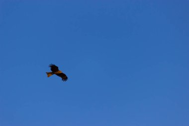 Uçan Amerikan Kel Kartalı