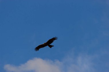 Uçan Amerikan Kel Kartalı