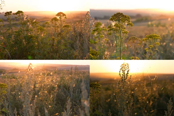 Coton herbe coucher de soleil — Photo