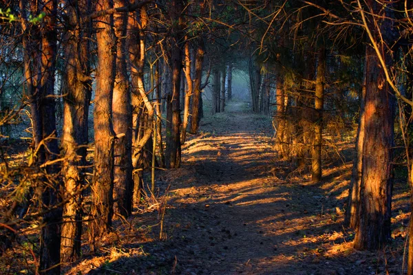 Magic dark forest. leafless trees