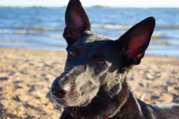 Nasser Hund steht am Strand — Stockfoto