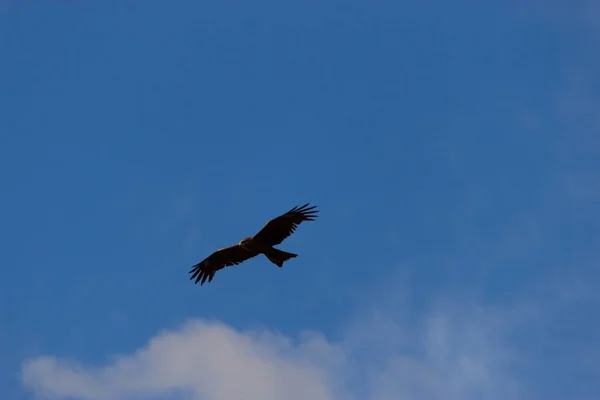 American bald eagle in flight — Stock Photo, Image