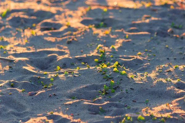 Gros plan de sable et d'herbe arrondis — Photo