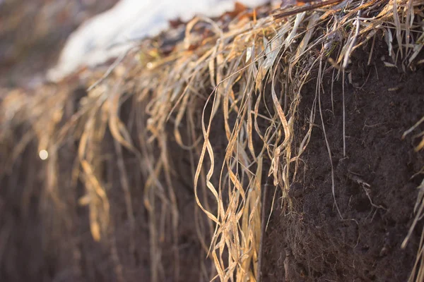 Суха трава і засніжене поле — стокове фото