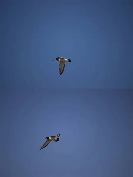 Voa gaivota no céu azul — Fotografia de Stock