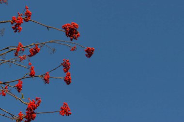 kırmızı dut ağacı üzerinde