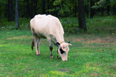 Çayırda otlayan inek