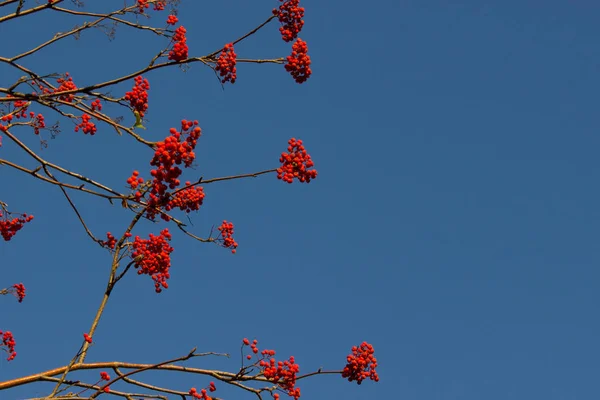 Red berry on the tree — Stock Photo, Image