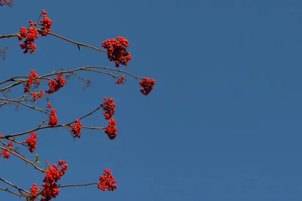 Baie rouge sur l'arbre — Photo