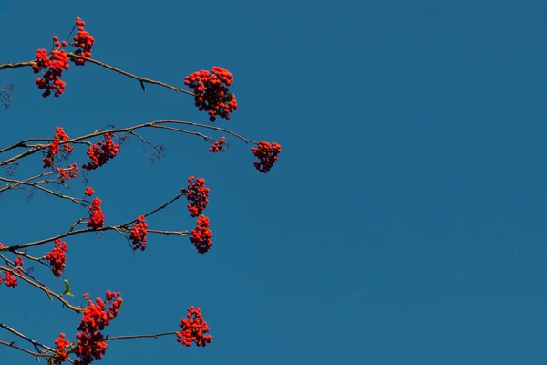 Червона ягода на дереві — стокове фото