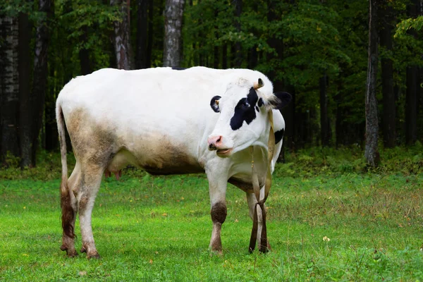 Αγελάδα βόσκηση σε λιβάδι — Φωτογραφία Αρχείου