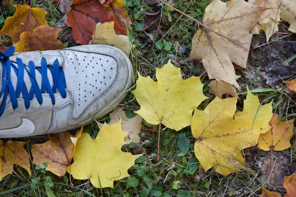 Sneakers på höstlöv — Stockfoto