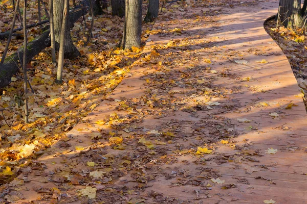 Wooden boardwalk through autumn forest — Stock Photo, Image