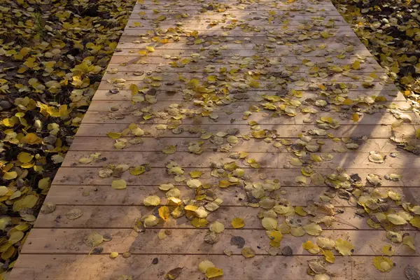 Wooden boardwalk through autumn forest — Stock Photo, Image