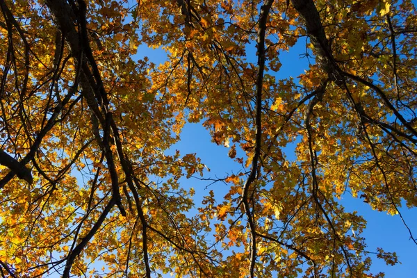 Outono folhas de laranja — Fotografia de Stock
