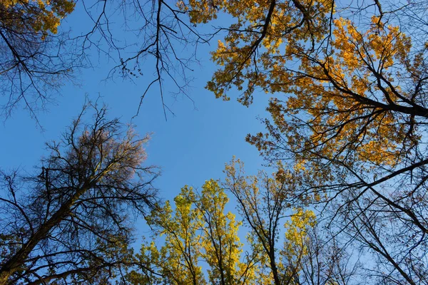 Cime degli alberi d'autunno — Foto Stock