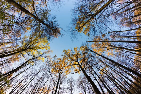 Tapas de árboles de otoño — Foto de Stock