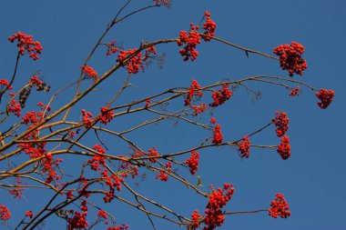 kırmızı dut ağacı üzerinde