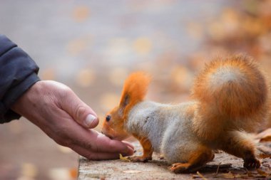 Sincap fındık yemek