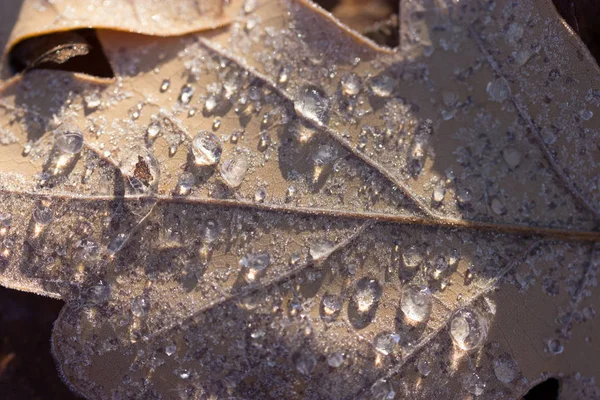Daun ek musim gugur kering dengan tetesan air setelah hujan — Stok Foto