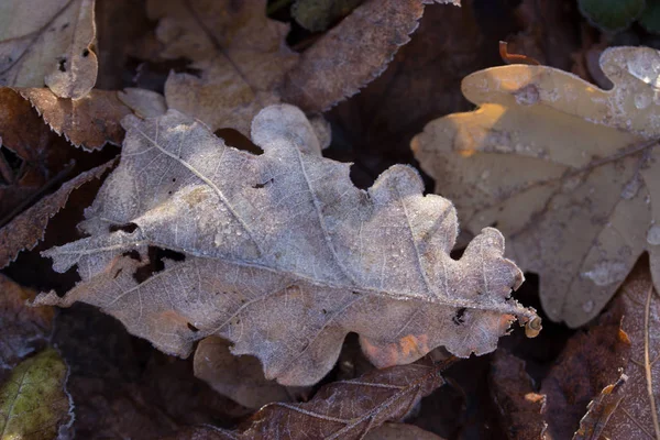 Feuille de chêne d'automne sèche avec gouttes d'eau après la pluie — Photo