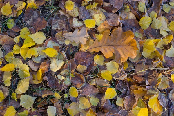 Tono di colore vintage con soft focus di foglia secca — Foto Stock