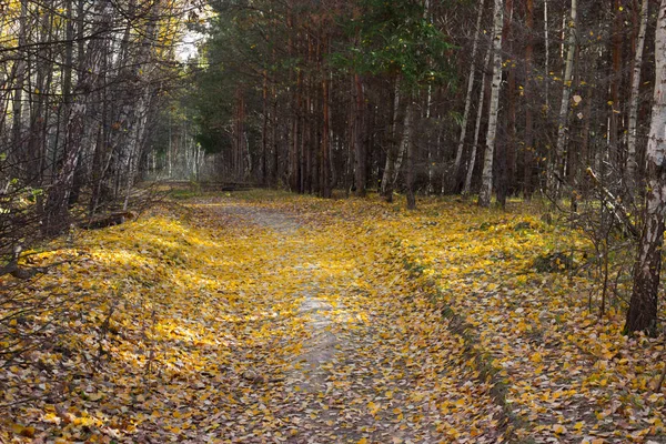 Ampio sentiero in un parco — Foto Stock