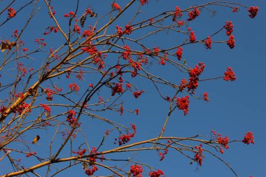 kırmızı dut ağacı üzerinde