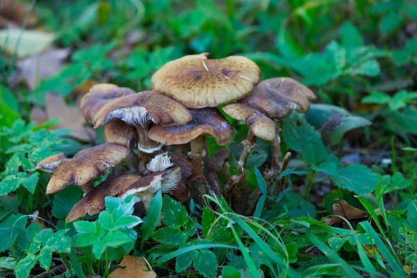 Mushrooms in autumn forest — Stock Photo, Image