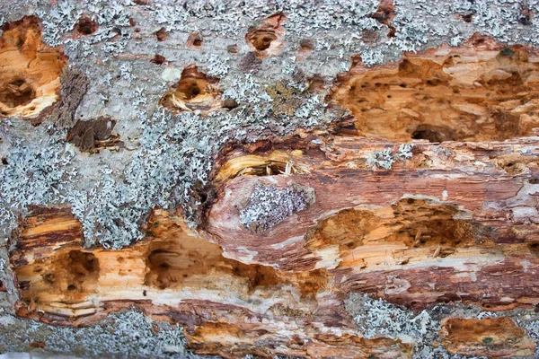Termits에 의해 손상 하는 오래 된 나무 — 스톡 사진