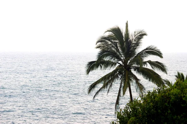 Eine Palme gegen den Ozean — Stockfoto