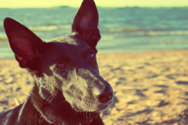 Mutlu siyah köpek sahilde — Stok fotoğraf