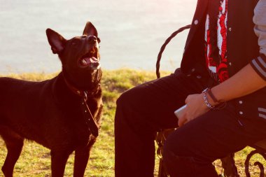 siyah köpek üzerinde seyir