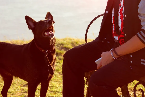 siyah köpek üzerinde seyir