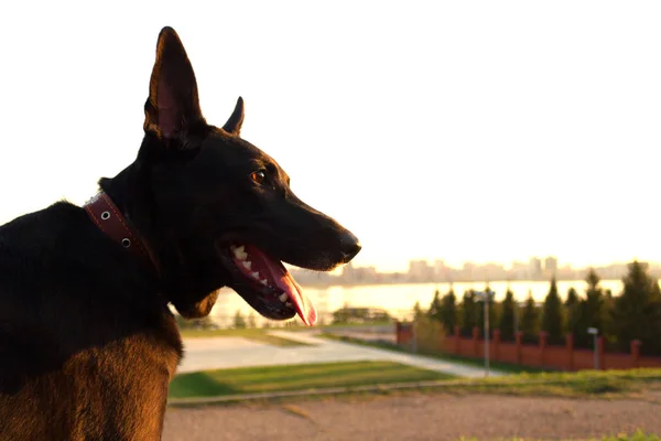 Cão preto feliz em um parque da cidade — Fotografia de Stock