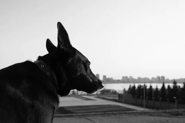 Trauriger schwarzer Hund — Stockfoto