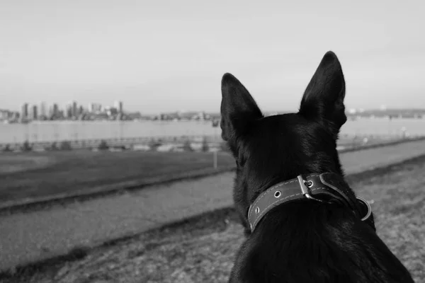 Tråkigt svart hund — Stockfoto