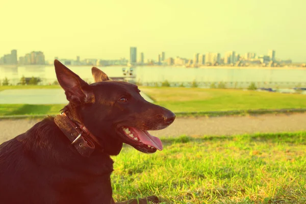 Glücklicher schwarzer Hund im Stadtpark — Stockfoto