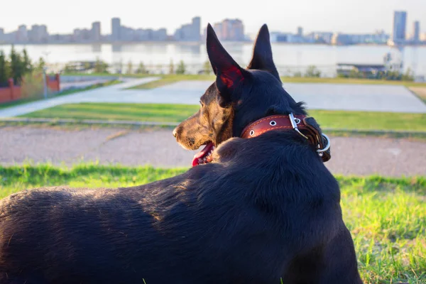 Glücklicher schwarzer Hund im Stadtpark — Stockfoto