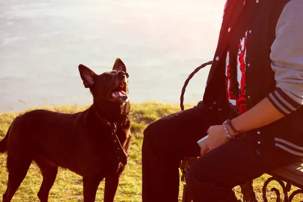 Schwarzer Hund sieht Mann an — Stockfoto