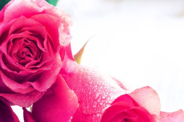 yakın çekim güzel gül w