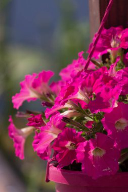 güzel çiçek süsleme dekorasyon Caddesi'nde açık havada