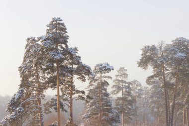 Görkemli kış orman