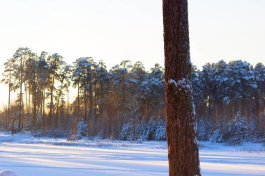kış orman ağaçları kaplı kar tarafından