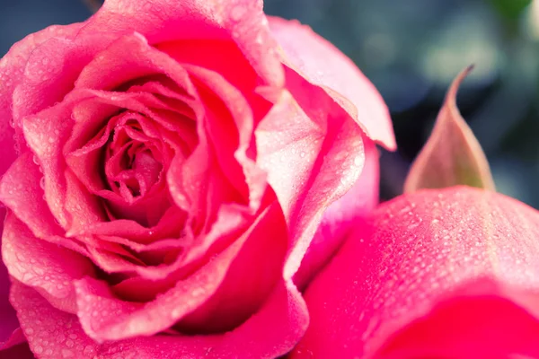 Primer plano hermosa rosa w —  Fotos de Stock
