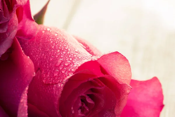Γκρο πλαν όμορφο τριαντάφυλλο w — Φωτογραφία Αρχείου