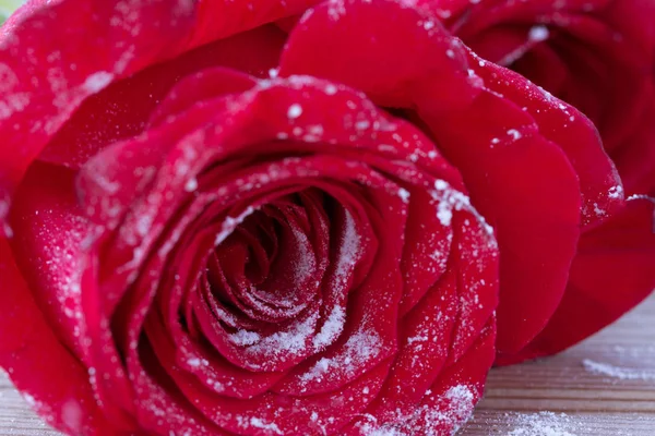 Rote Rose über Schnee — Stockfoto