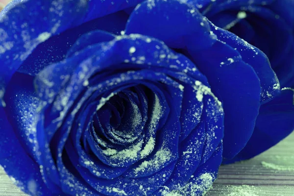 Schöne blaue Rosen — Stockfoto