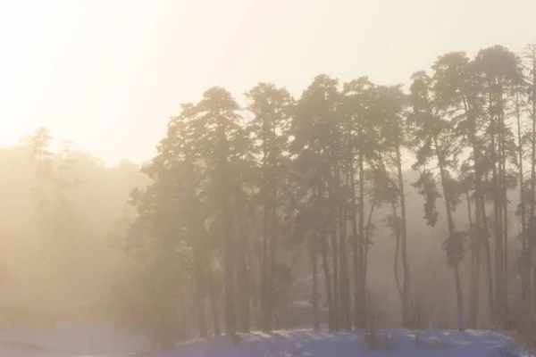 Forêt d'hiver majestueuse — Photo