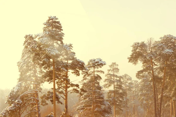 Forêt d'hiver majestueuse — Photo